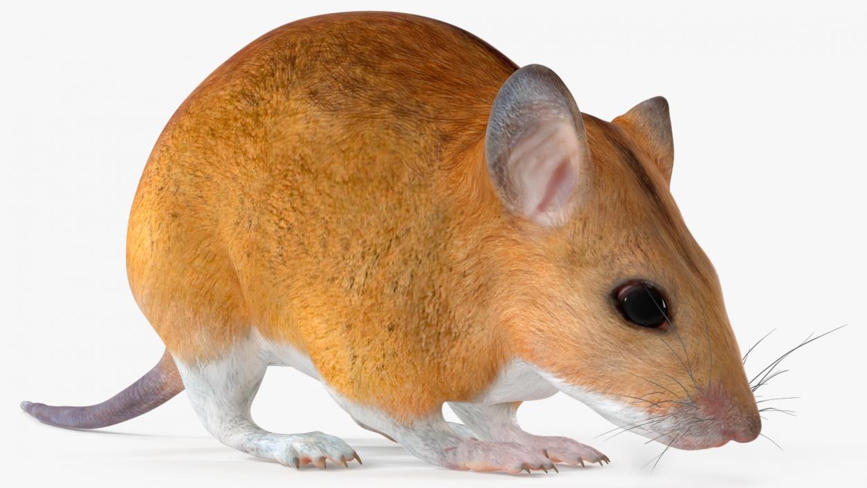 3D model False Mouse Sniffing Pose