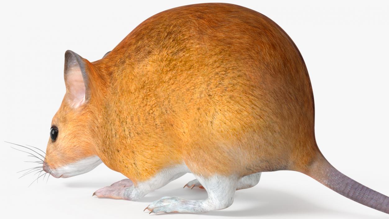 3D model False Mouse Sniffing Pose