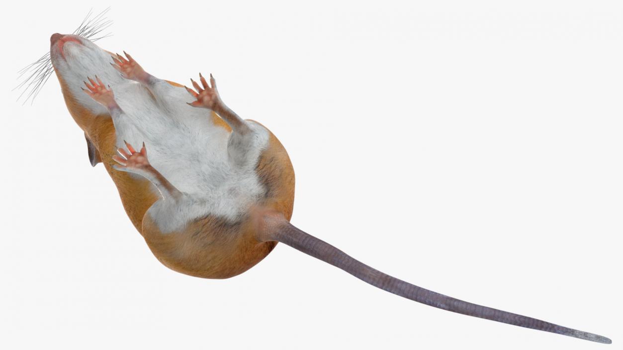 3D model False Mouse Sniffing Pose