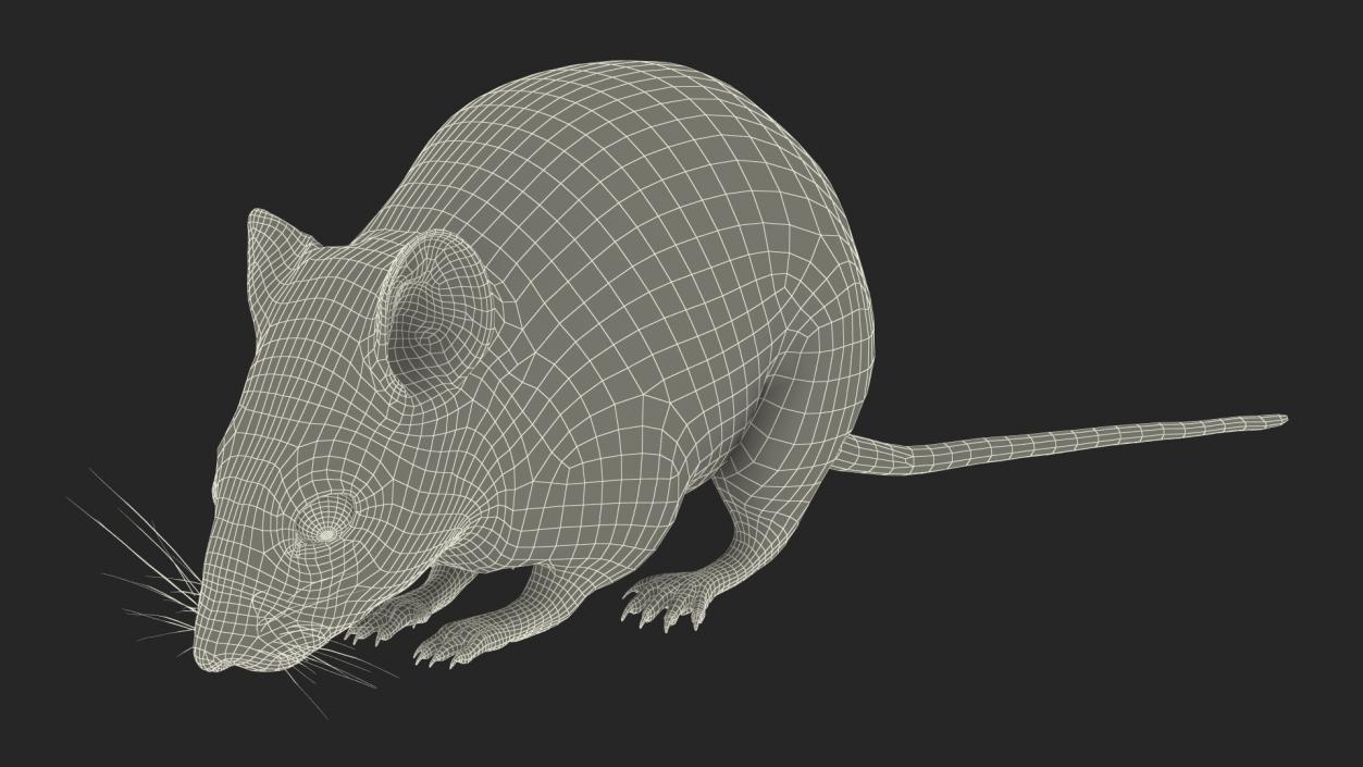 3D model False Mouse Sniffing Pose