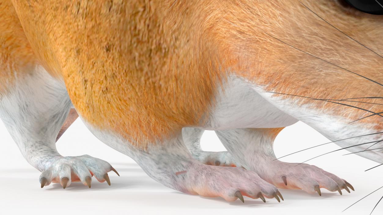 3D model False Mouse Sniffing Pose