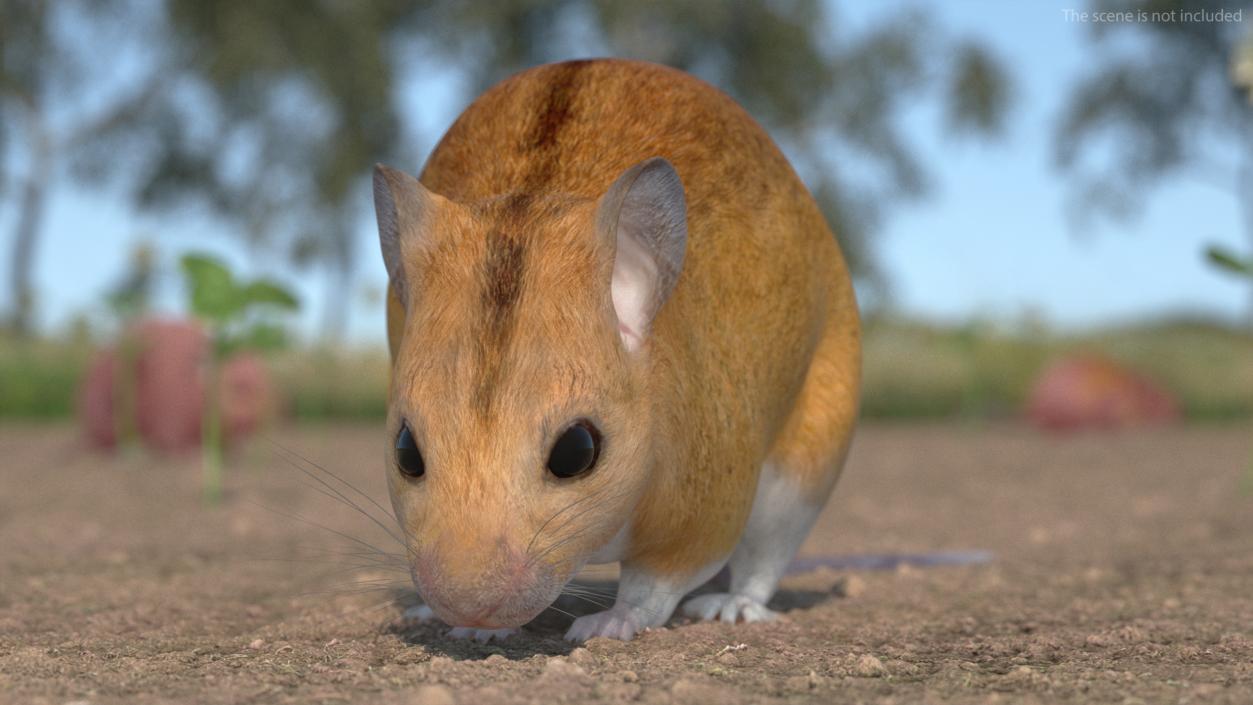 3D model False Mouse Sniffing Pose