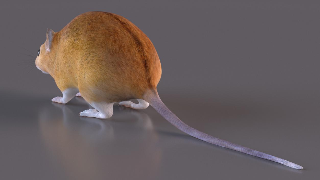 3D model False Mouse Sniffing Pose