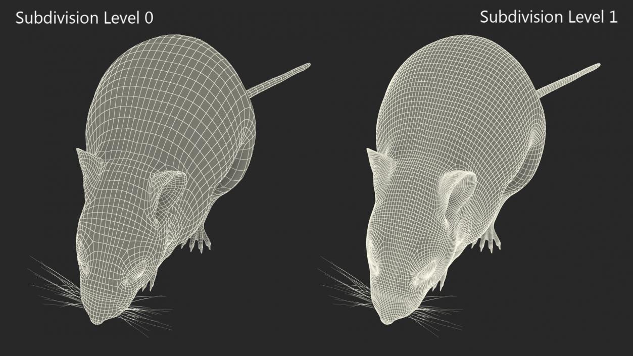 3D model False Mouse Sniffing Pose