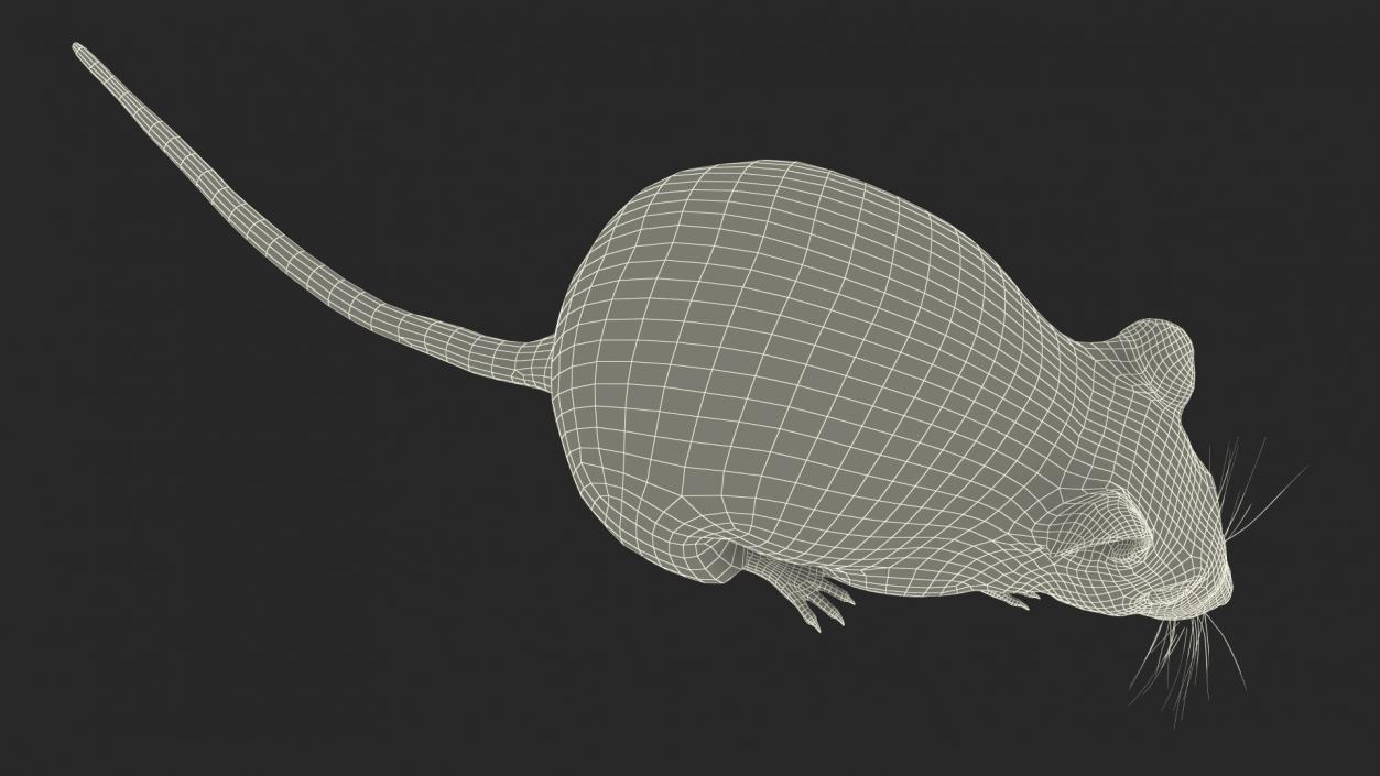 3D model False Mouse Sniffing Pose