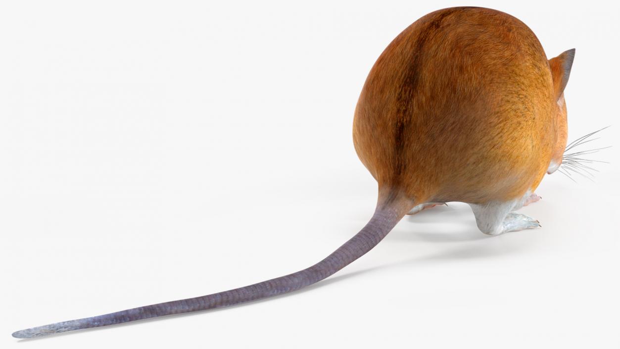 3D model False Mouse Sniffing Pose