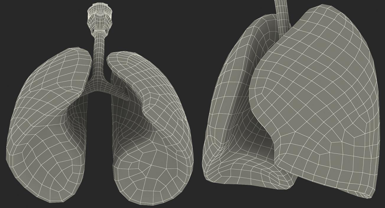 Lung Anatomy 3D