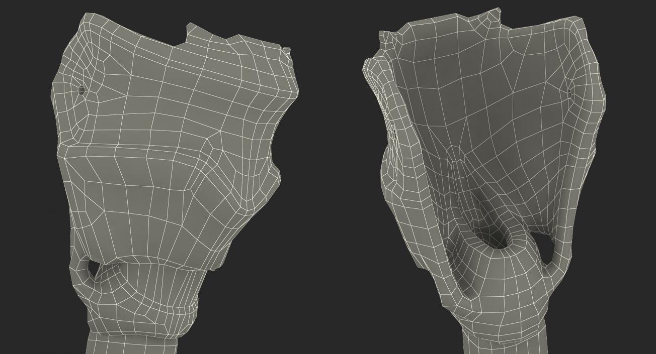 Lung Anatomy 3D