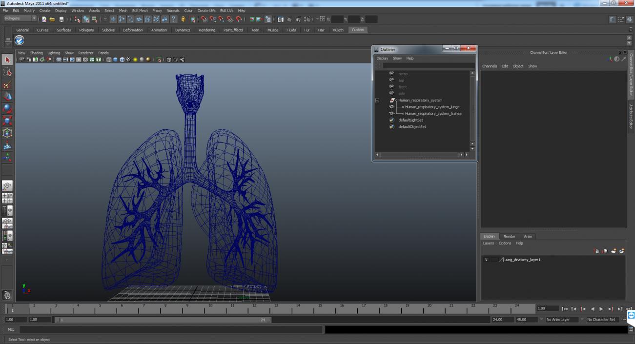 Lung Anatomy 3D