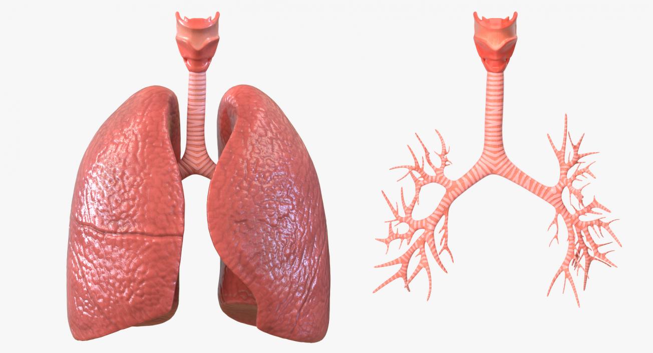 Lung Anatomy 3D