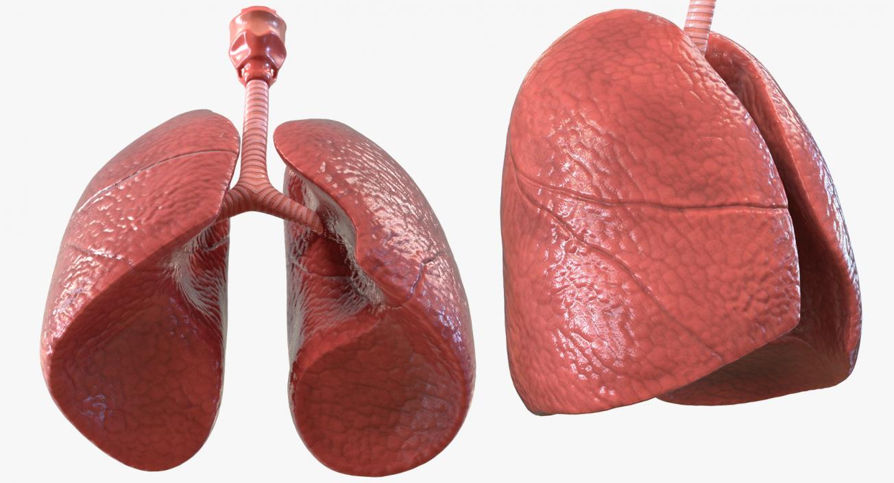 Lung Anatomy 3D