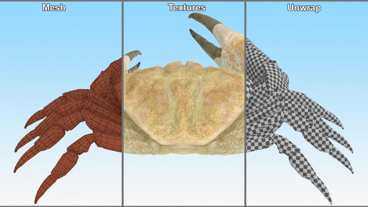 3D model Pseudocarcinus Gigas