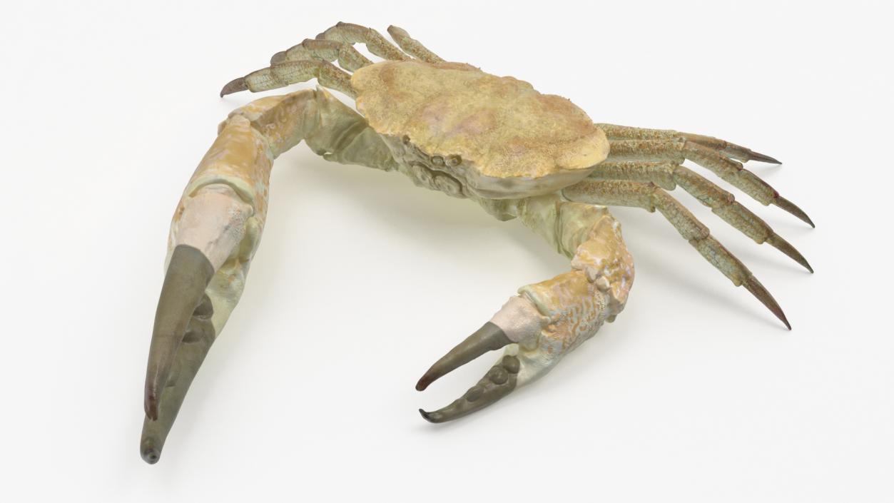 3D model Pseudocarcinus Gigas