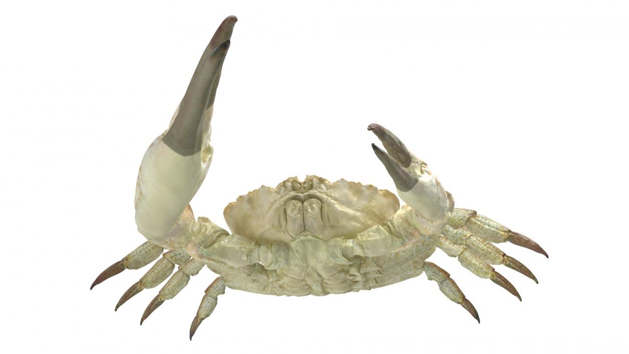 3D model Pseudocarcinus Gigas