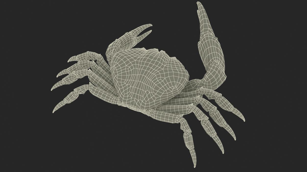 3D model Pseudocarcinus Gigas