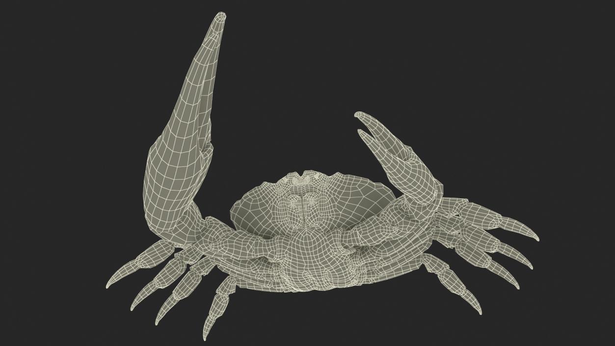 3D model Pseudocarcinus Gigas