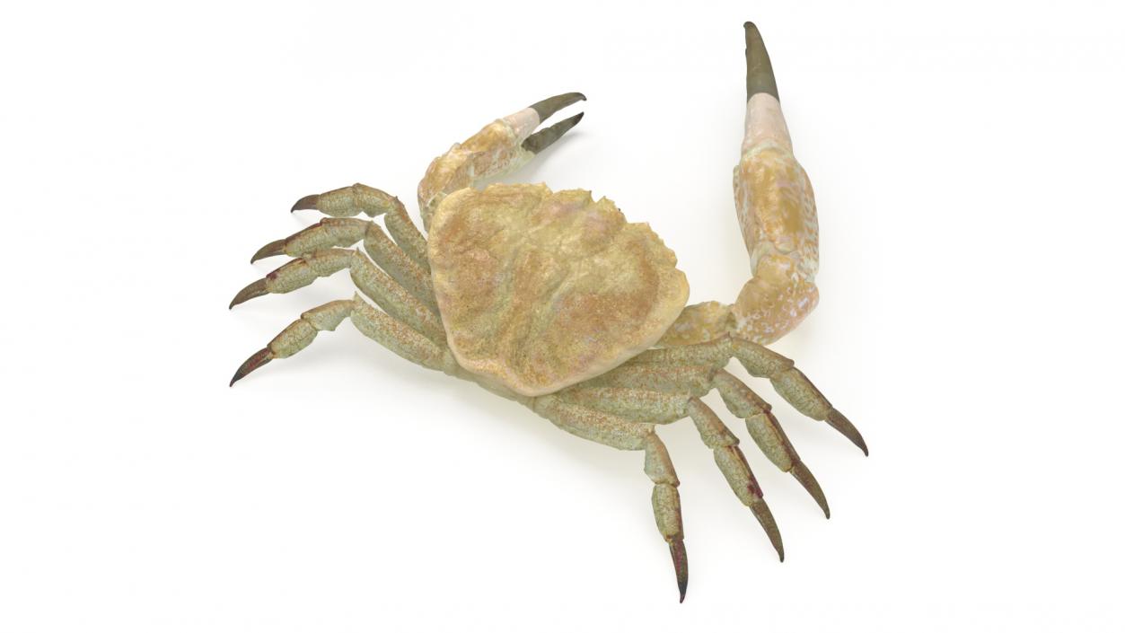 3D model Pseudocarcinus Gigas