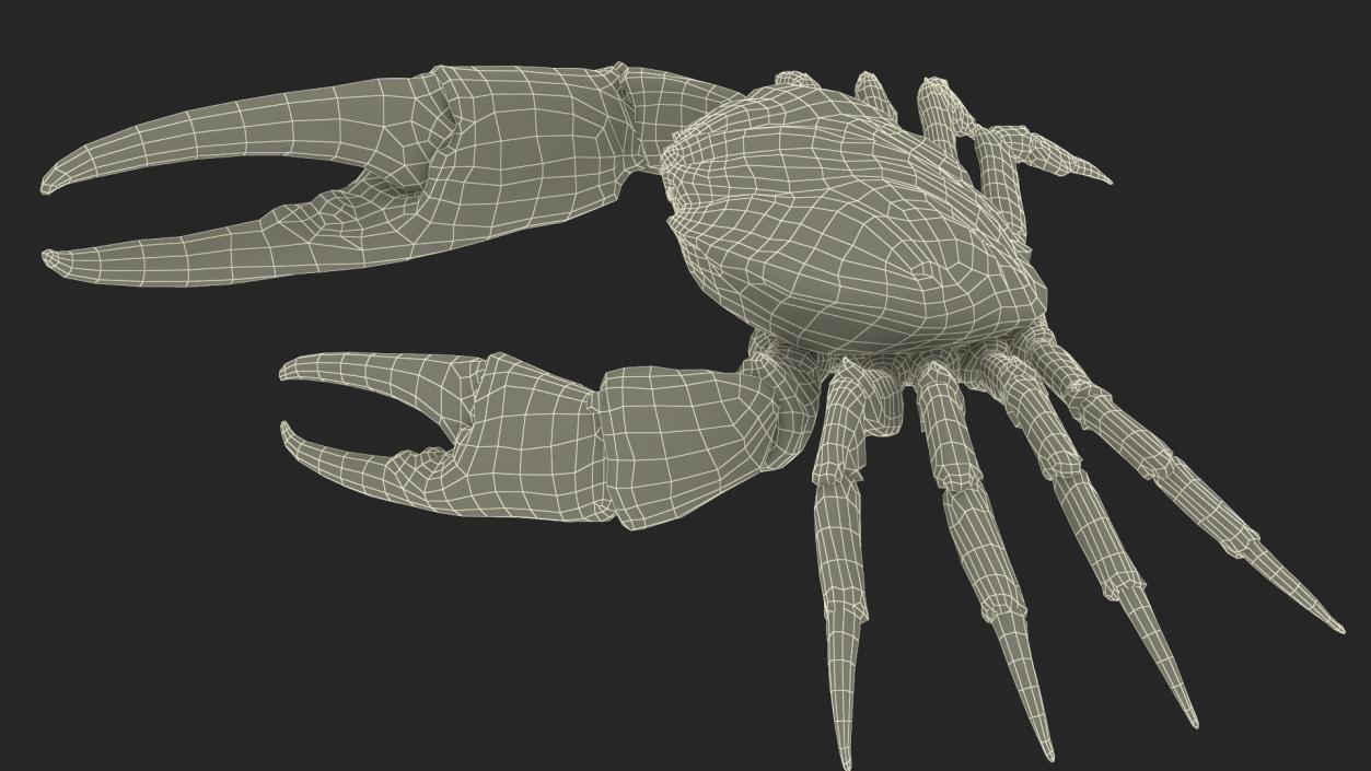 3D model Pseudocarcinus Gigas