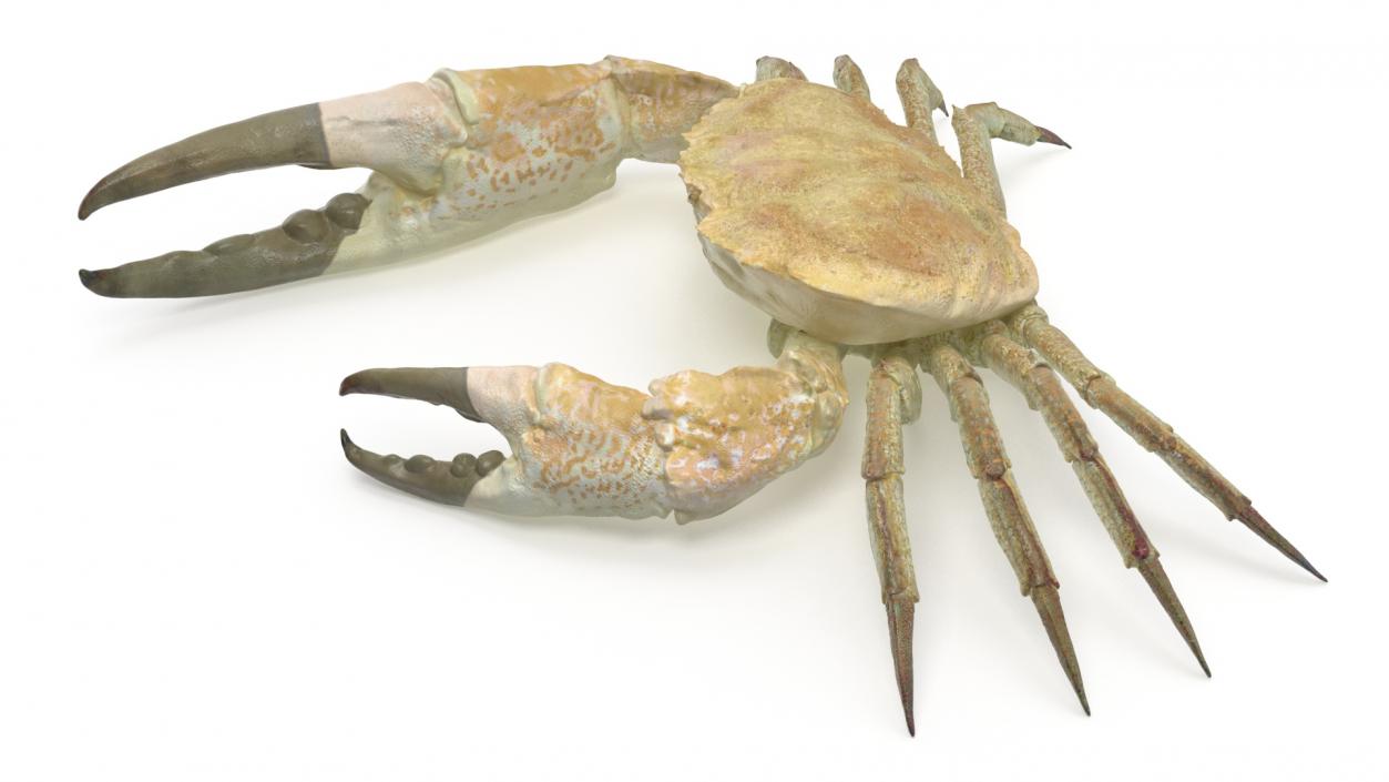 3D model Pseudocarcinus Gigas