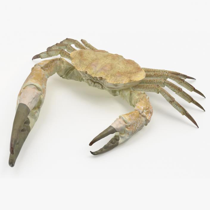 3D model Pseudocarcinus Gigas