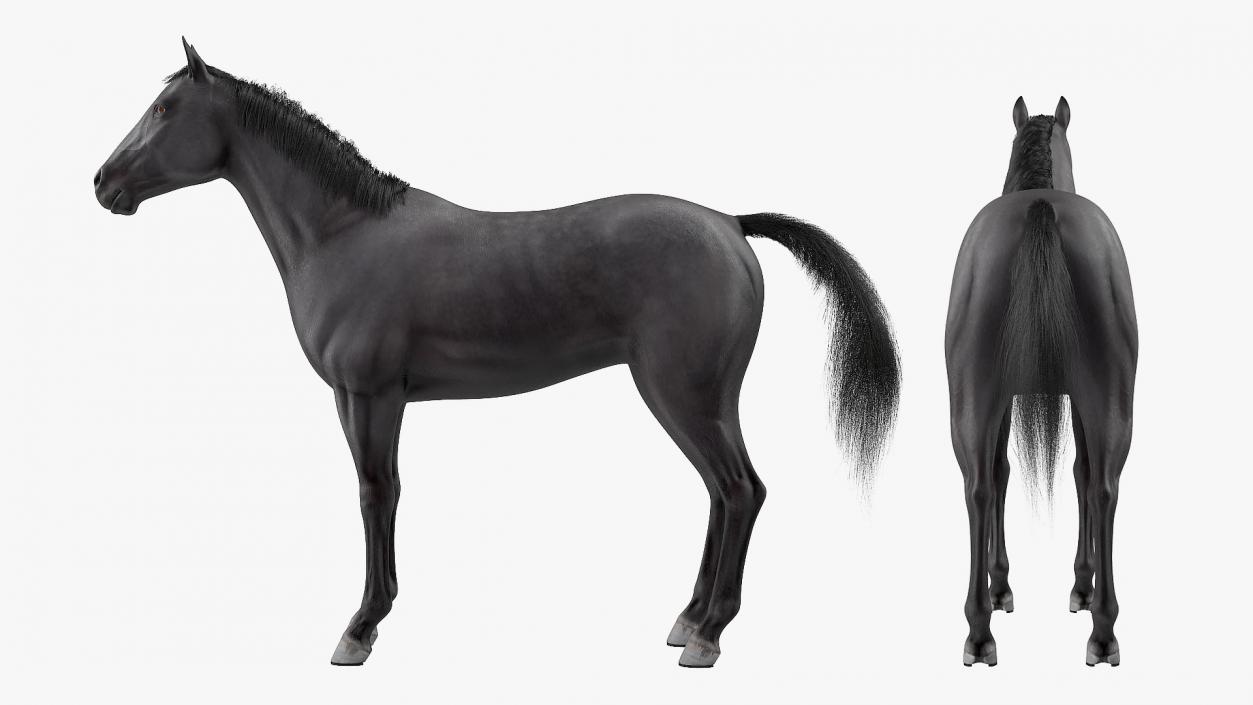 3D model Black Horse Fur