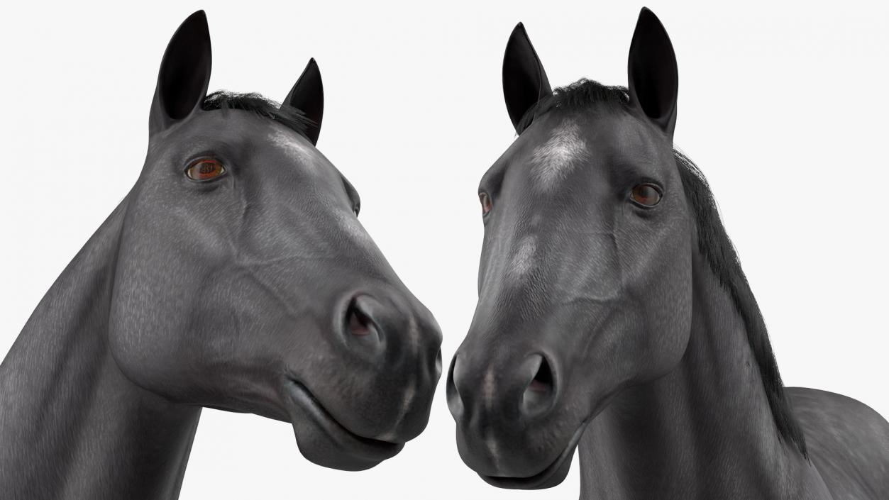 3D model Black Horse Fur