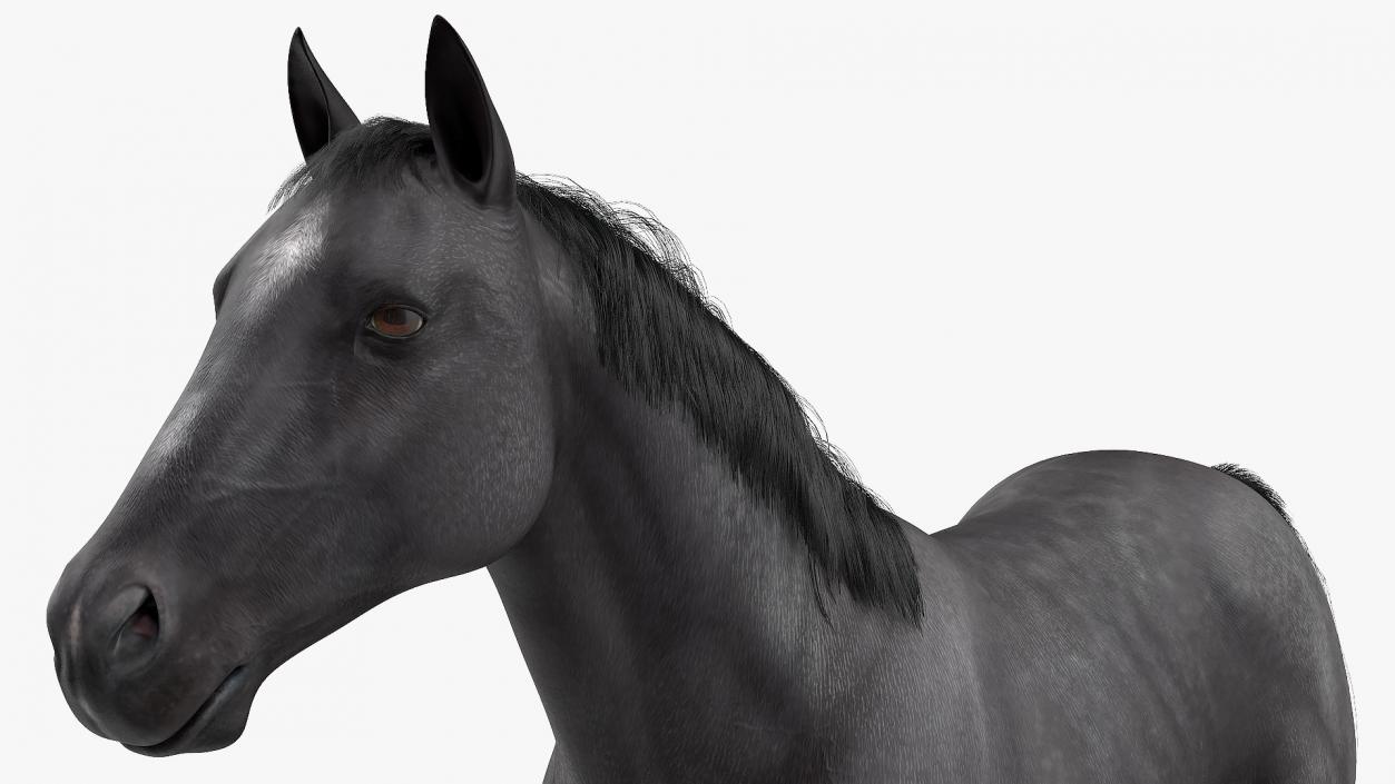 3D model Black Horse Fur