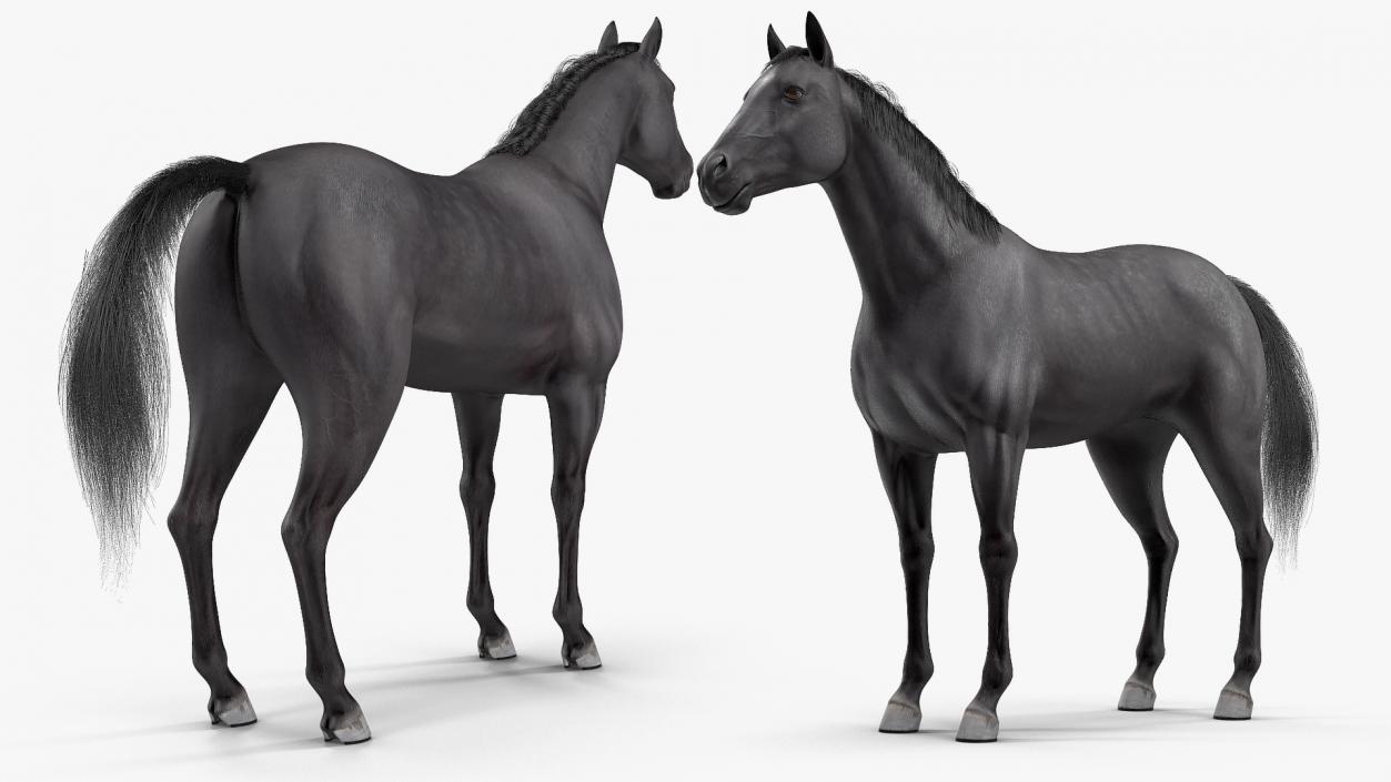 3D model Black Horse Fur