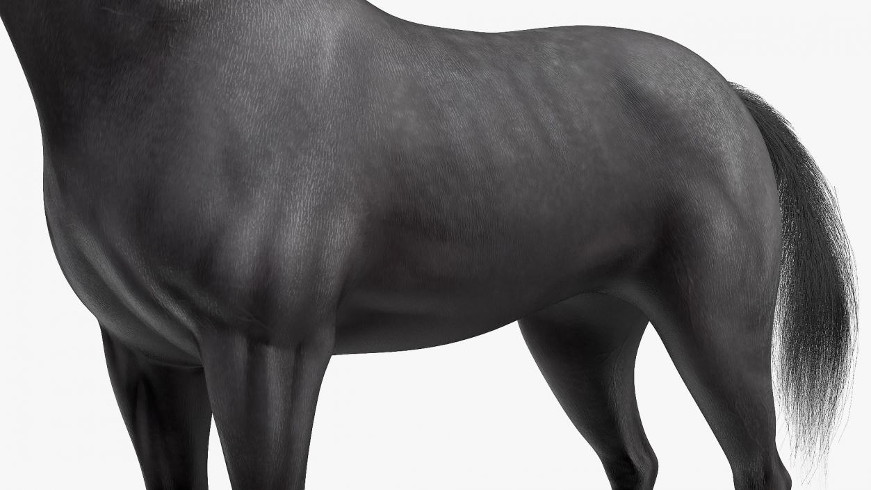 3D model Black Horse Fur