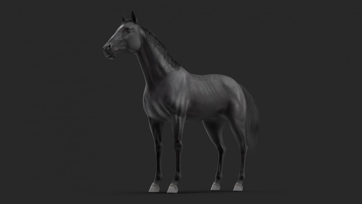 3D model Black Horse Fur