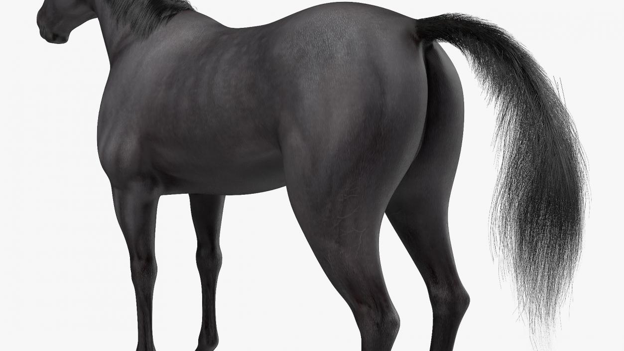 3D model Black Horse Fur