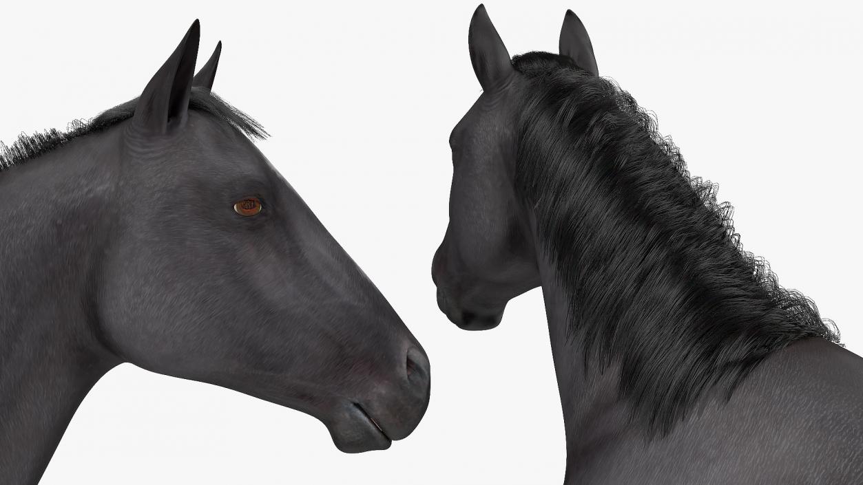 3D model Black Horse Fur