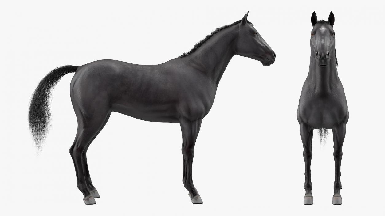 3D model Black Horse Fur