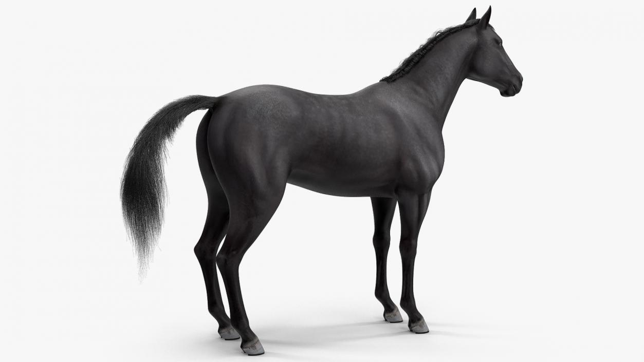 3D model Black Horse Fur