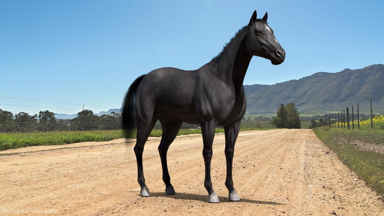 3D model Black Horse Fur