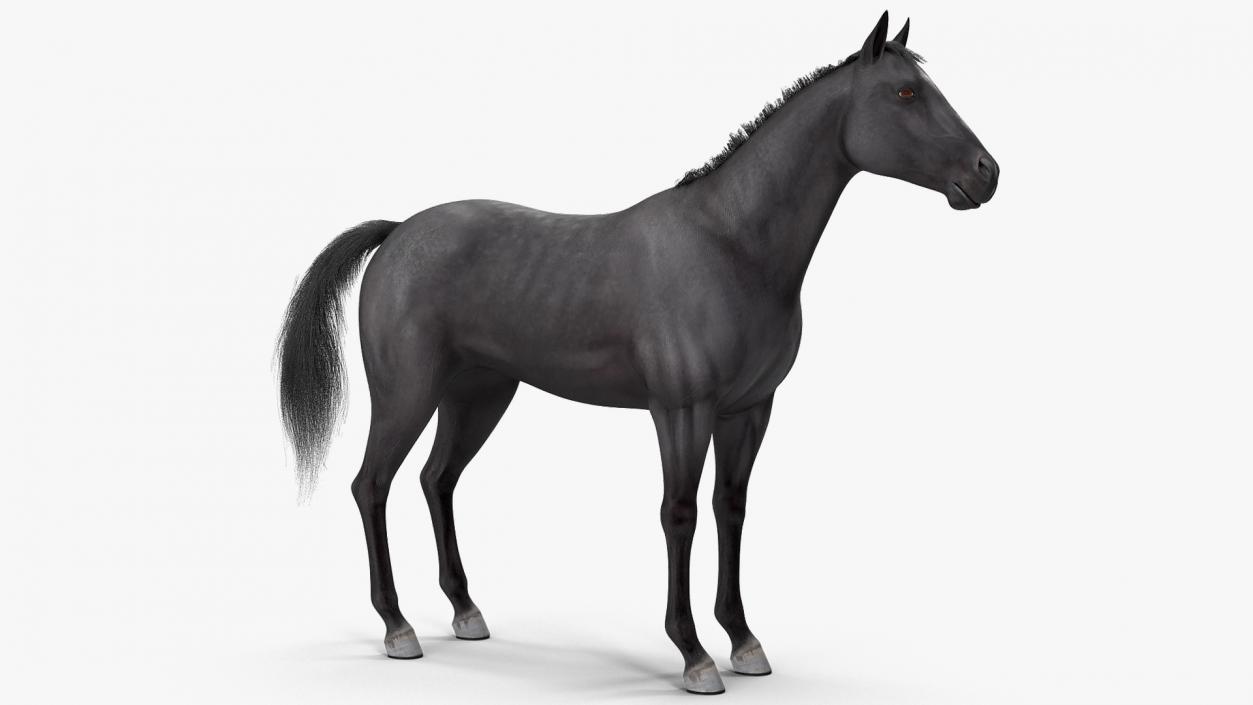 3D model Black Horse Fur