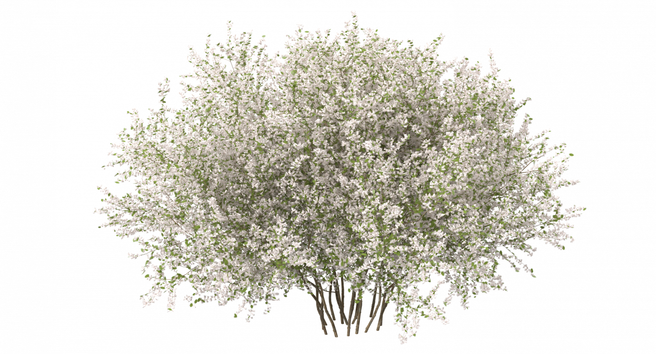 3D Bush Linnaea Amabilis