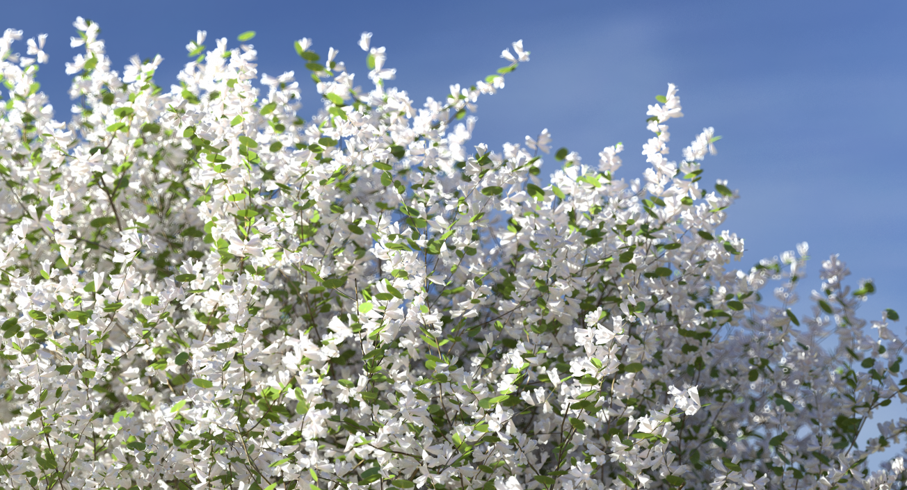 3D Bush Linnaea Amabilis