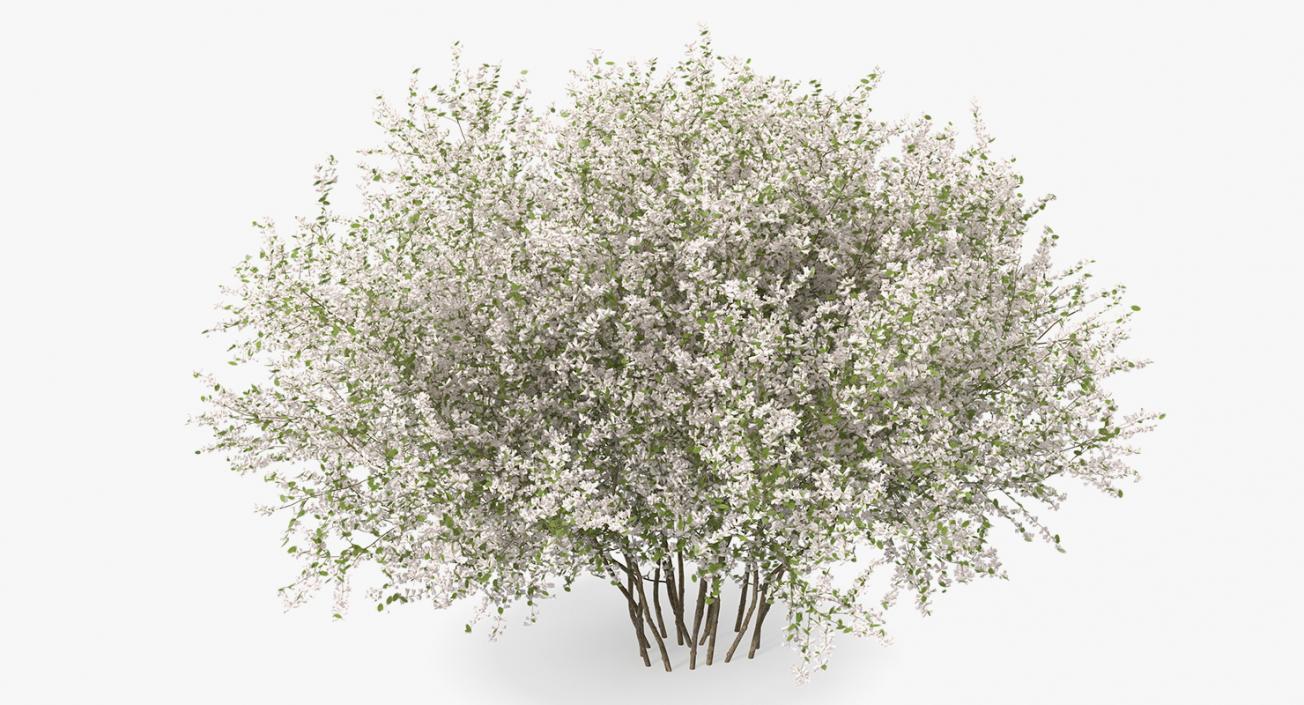 3D Bush Linnaea Amabilis