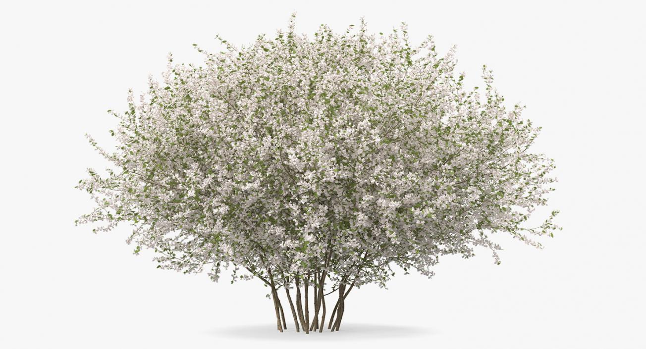 3D Bush Linnaea Amabilis