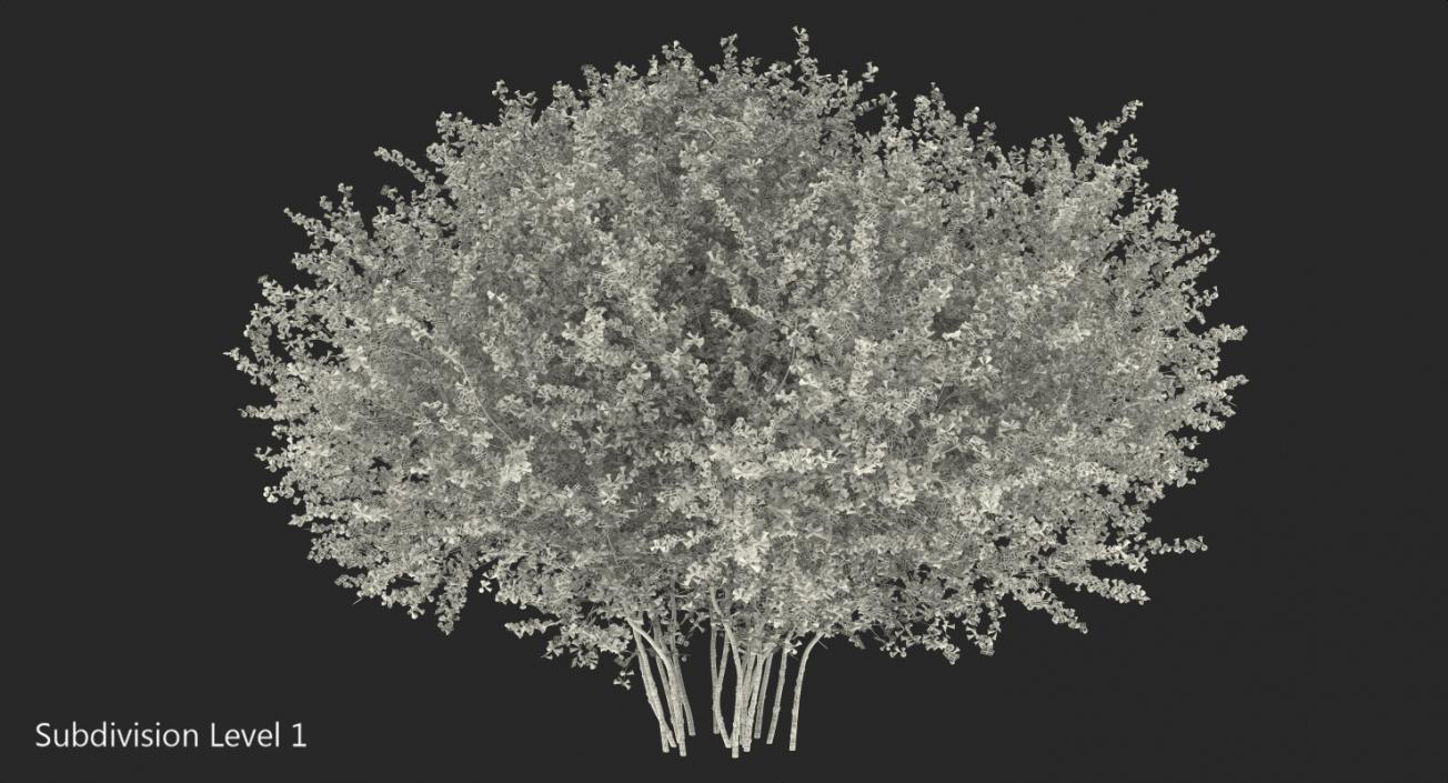 3D Bush Linnaea Amabilis