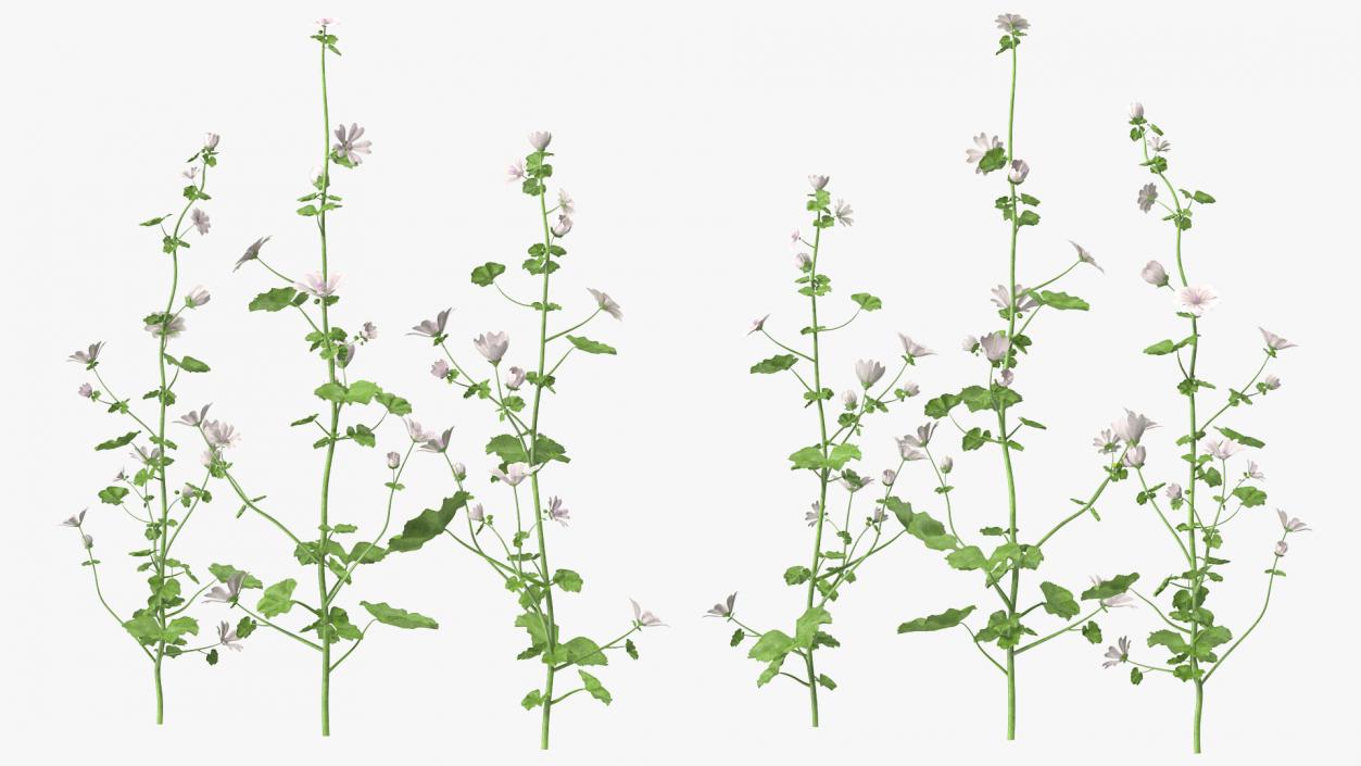 Wild Mallow Plants Set 3D