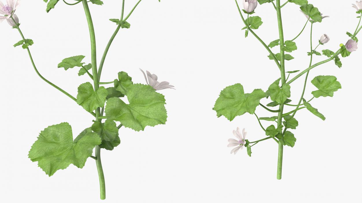 Wild Mallow Plants Set 3D