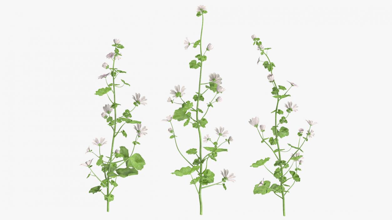 Wild Mallow Plants Set 3D