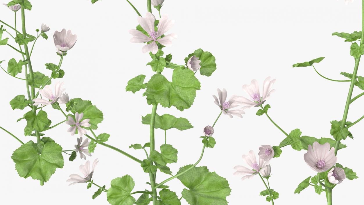 Wild Mallow Plants Set 3D