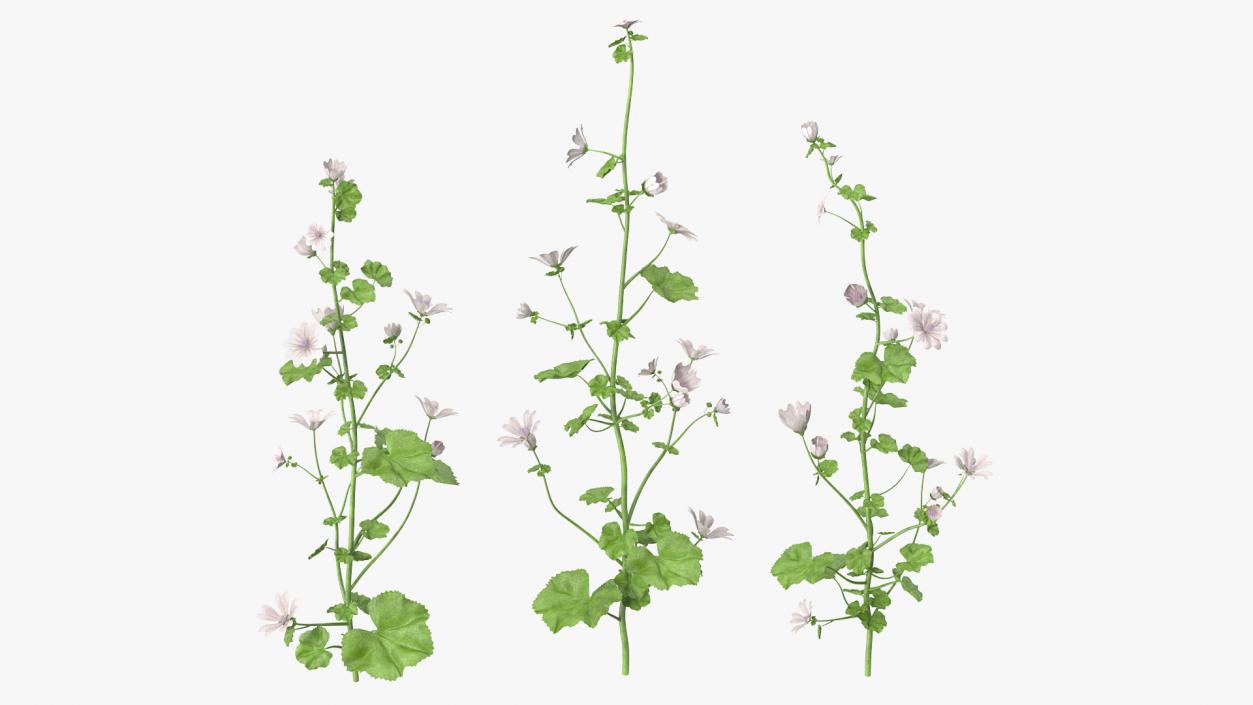 Wild Mallow Plants Set 3D