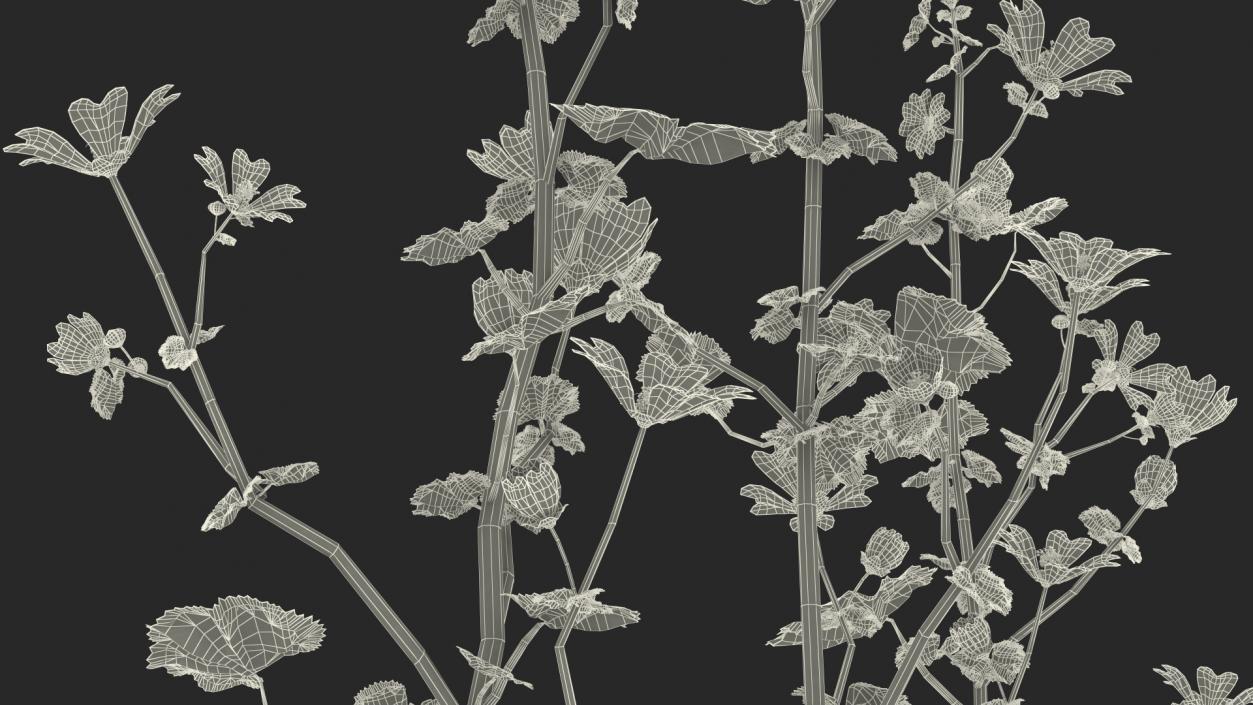 Wild Mallow Plants Set 3D