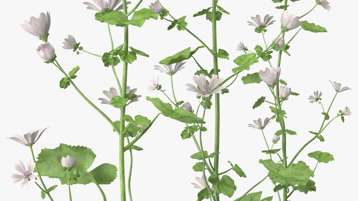 Wild Mallow Plants Set 3D