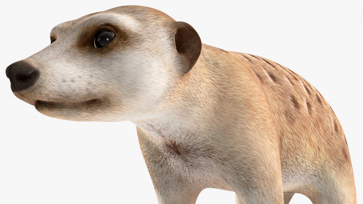 3D model Meerkat Neutral Pose