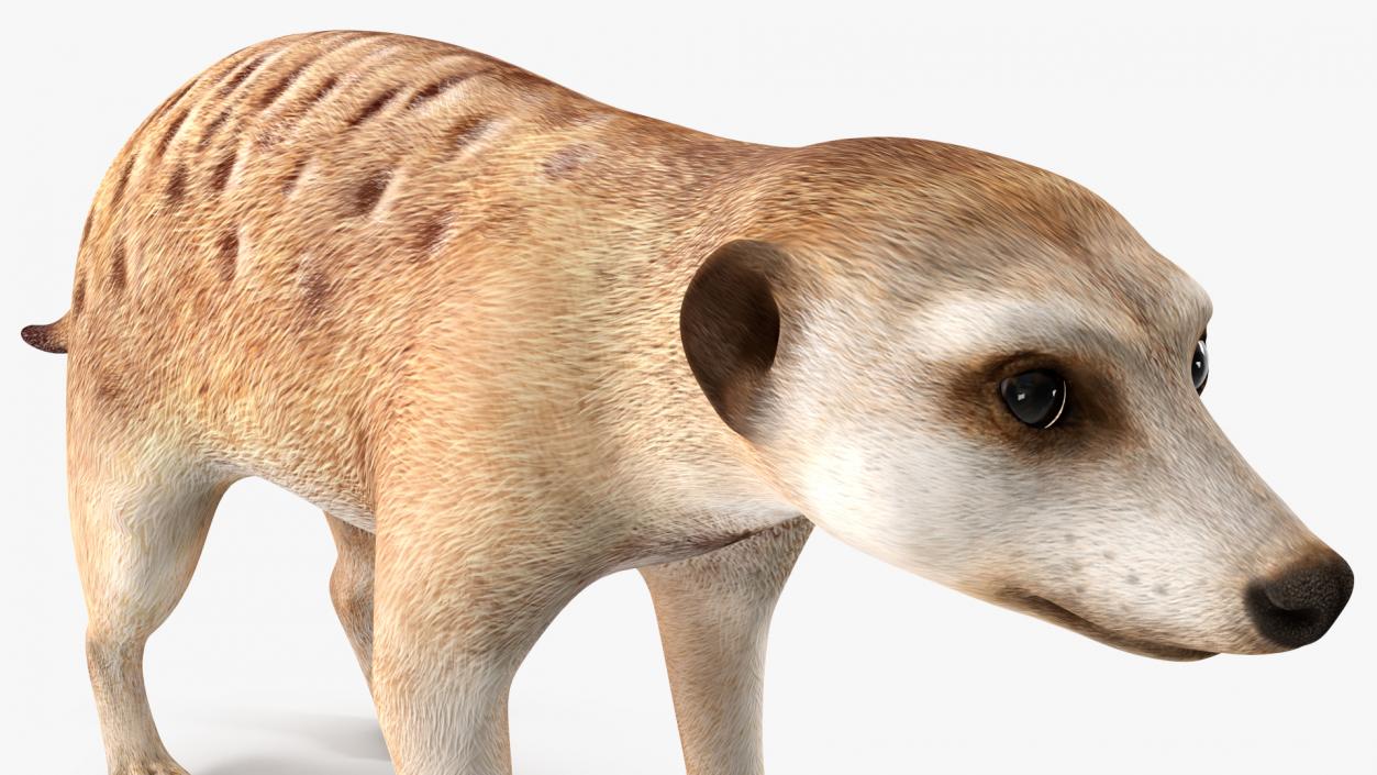 3D model Meerkat Neutral Pose